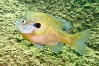 IMG_0808.jpg