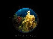 Bug Eye Liberty Reef Bug View new.jpg