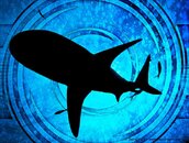 SharkShadowSMElarge2.jpg