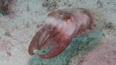 CuttleFish 5.JPG