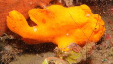 FrogFish 6.JPG