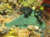 Nudi 6.JPG