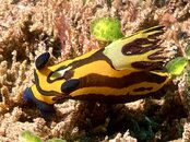 SportDiver_20240124_085548.jpeg