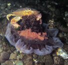 Crab_JellyFish_IMG_0667.jpg