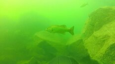 largemouthBass.jpg largemouthBass.jpg