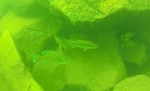 spottedBass_Bluegill.jpg spottedBass_Bluegill.jpg