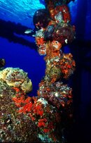 Fouling community1 (411x640).jpg