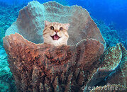 catsponge.jpg