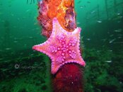 A.pinkmonalisa starfish.jpg