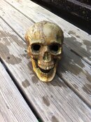 SKULLY.jpg
