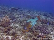 IMG_3118v1.jpg