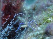peppermint shrimp.jpg