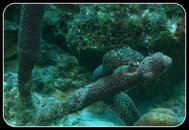 SPOTTED MORAY ON SPONGE.jpg