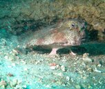 batfish.jpg