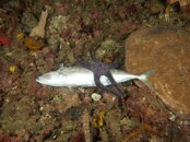 Komodo2012_4359.jpg