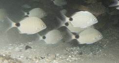 04-29-24 Spottail Seabream.jpg