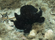 04-29-24 Striate Frogfish.jpg