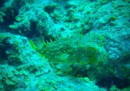 SportDiver_20240506_093059.jpg