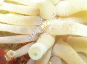 Cleaner Shrimp.jpg