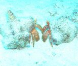 Hermit Crab Faceoff.jpg