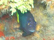 Jody's Fish.jpg