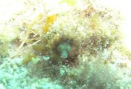 Secretary Blenny V.jpg