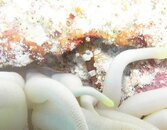 Sexy Anenome Shrimp.jpg