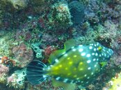 White Spotted Filefish.jpg