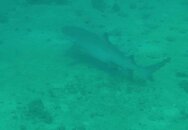 Sharky.jpg