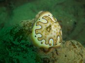 Nudibranch.jpg