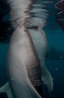 Whale Sharks 14.jpg