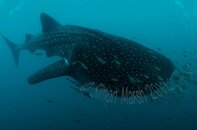 Whale Sharks 21.jpg