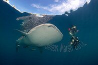 Whale Sharks 24 (1).jpg