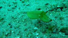 cuttlefish.jpg