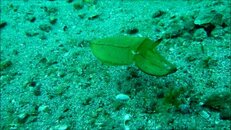 cuttlefish.jpg