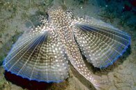 flying-gurnard.jpg