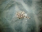electric ray_1024.jpg