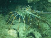 Lobster1024.jpg