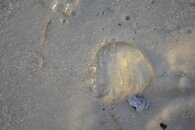 DSC_0642.jpg