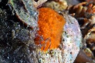 IMG_6547wa sea spider.jpg