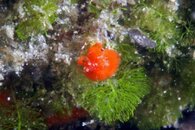 IMG_6642wa sponge decorator.jpg