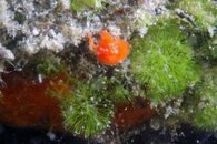 IMG_6643wa sponge decorator.jpg
