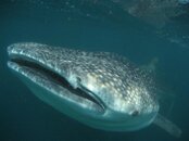Best of Djibouti 2008-26.jpg