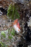 IMG_6723wa orange.jpg