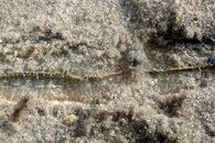 IMG_6631wb.jpg