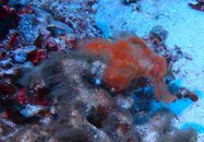 Taveuni Irish Setter Ghost Pipefish.JPG