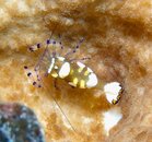 Taveuni Popcorn Shrimp.JPG