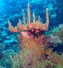 Taveuni Coral.JPG