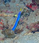 Taveuni Ribbon Eel.JPG