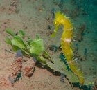 Raiatea Seahorse.JPG